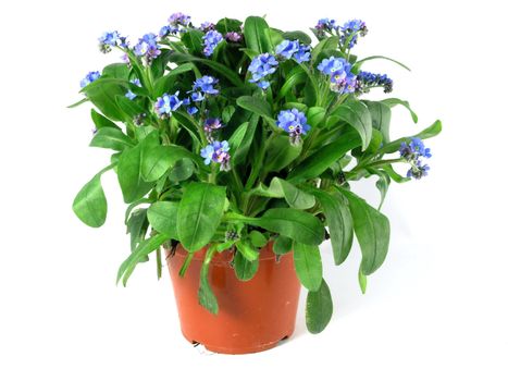 forget-me-not seedling in pot isolated on white background