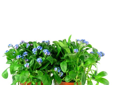 forget-me-not seedling in pot isolated on white background