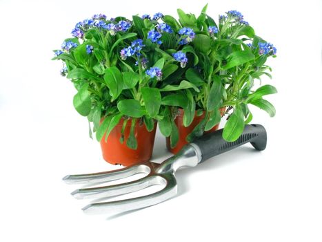 forget-me-not seedling in pot isolated on white background