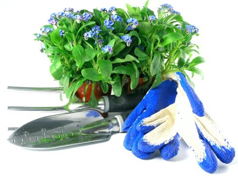 forget-me-not seedling in pot isolated on white background