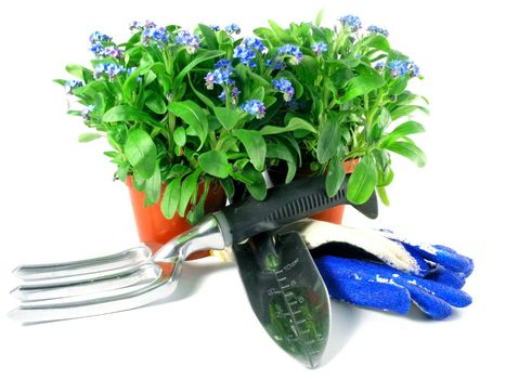 forget-me-not seedling in pot isolated on white background