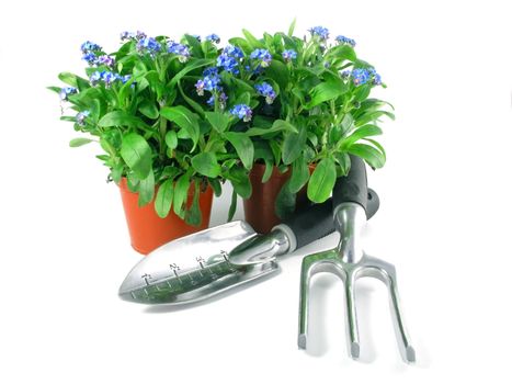 forget-me-not seedling in pot isolated on white background