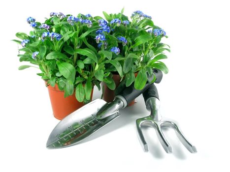 forget-me-not seedling in pot isolated on white background