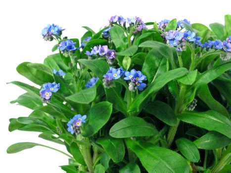 forget-me-not seedling in pot isolated on white background