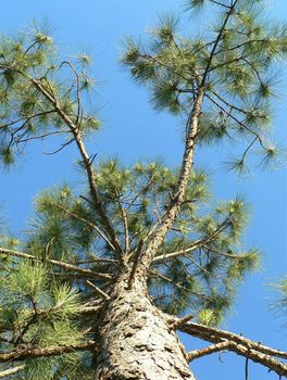 Up shot of Yellow Pine tree and blue sky