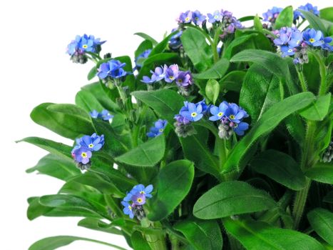 forget-me-not seedling in pot isolated on white background