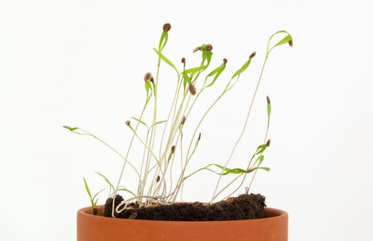 Seedling herbs growing in a very small pot.