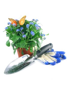 forget-me-not seedling in pot isolated on white background