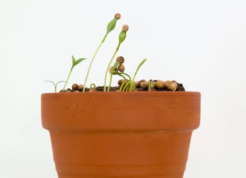 Seedling herbs growing in a very small pot.