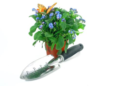 forget-me-not seedling in pot isolated on white background