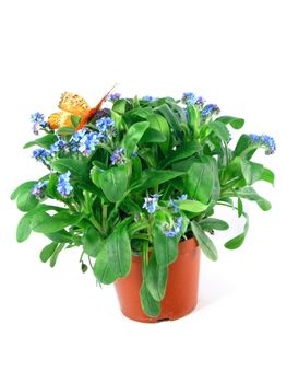 forget-me-not seedling in pot isolated on white background