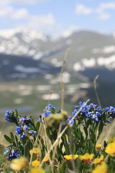 sharp color flowers with out of focus snow covered mountains