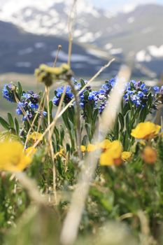 sharp color flowers with out of focus snow covered mountains