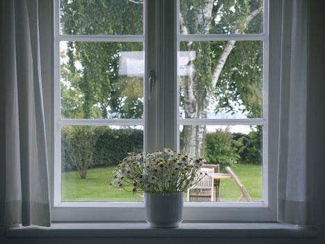 white flowers in flowerpot at window - springtime