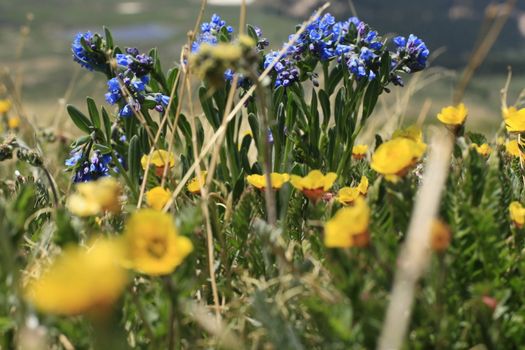 sharp color flowers with out of focus snow covered mountains