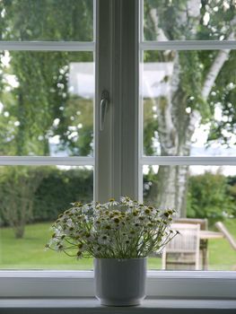 white flowers in flowerpot at window - springtime