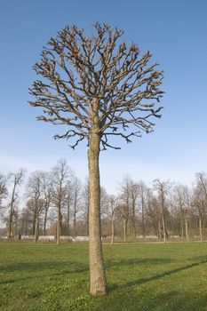 A trimmed spring tree in a park