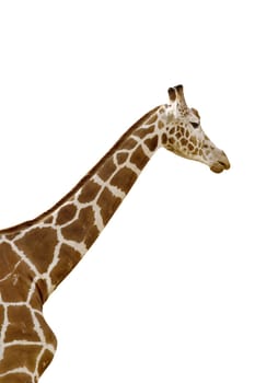 An isolated photo of a giraffe's neck and head