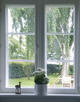 white flowers in flowerpot at window - springtime