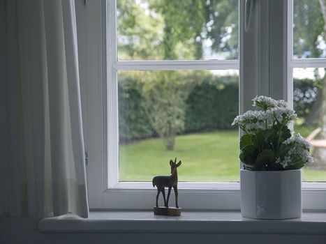 white flowers in flowerpot at window - springtime