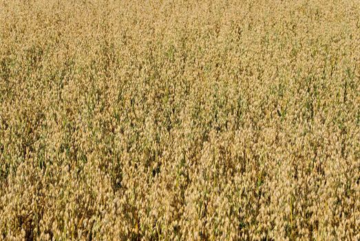 The almost ripe oat field
