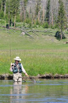 Active senior woman putting her net into the water to scoop up a trout, wading the Firehole River in Yellowstone Park.
