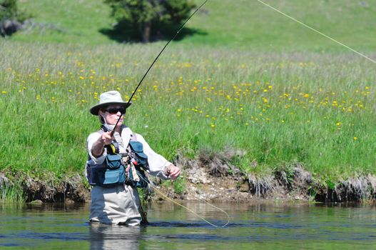Active senior woman casting a flyfishing rod in the Firehole River in Yellowstone Park.