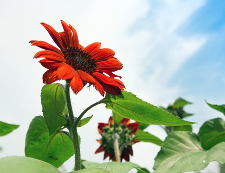 Decorative red sunflower.  Karaganda, july 2008