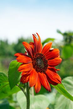 Decorative red sunflower.  Karaganda, july 2008