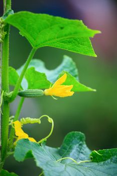 Flowering cucumber, Karaganda, july 2008