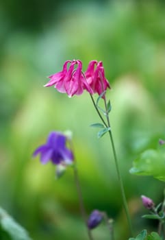 Flowering Aquilegia. Karaganda, july 2008. Shallow DOF.