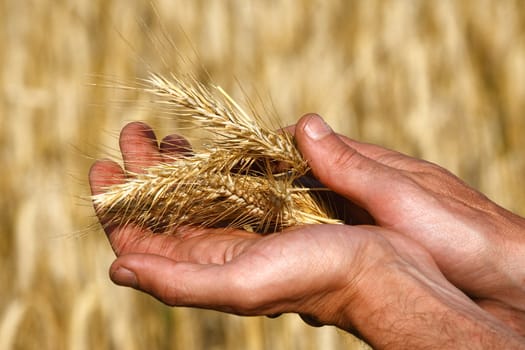 Rye heads in the palms of man