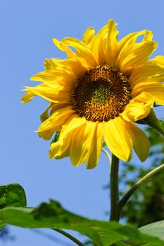 Sunflower against clear blue sky at summer