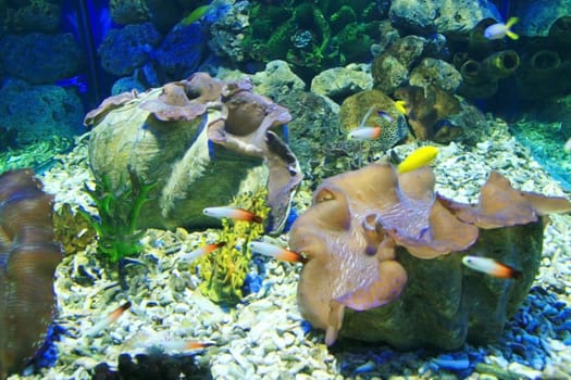 two giant clams on an indoor aquarium
