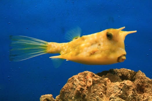 closeup of a yellow  cow fish in an aquarium
