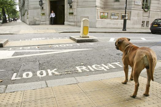 A bullmastiff in London.