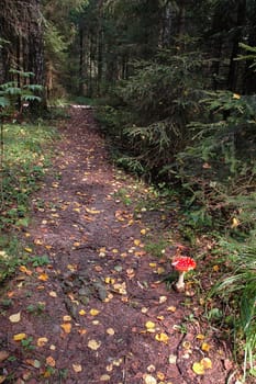 The wood footpath covered with yellow leaves