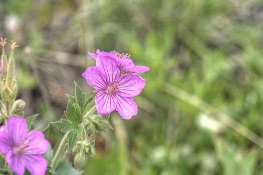 Pink wildflowers stand against a green field.