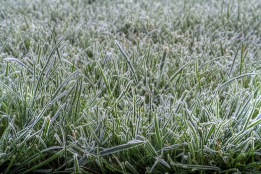 Blades of grass covered in the morning frost.