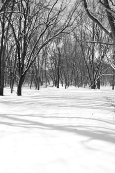 A snow covered trail surrounded by trees in a winter landscape.
