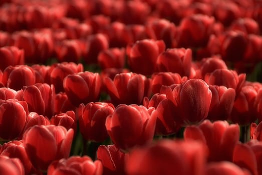rows of red tulips 
