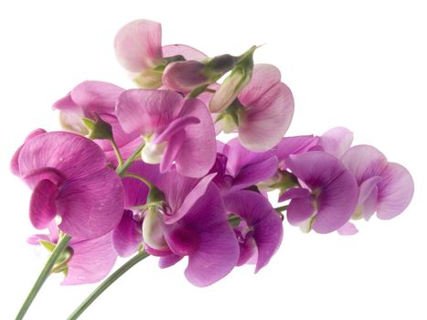 pink, beautiful sweet pea isolated on white background (soft focus)