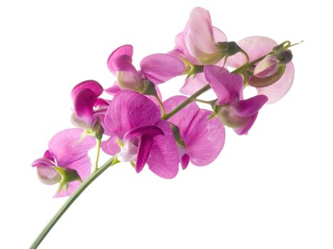 pink, beautiful sweet pea isolated on white background (soft focus)