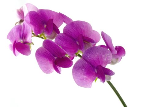 pink, beautiful sweet pea isolated on white background (soft focus)