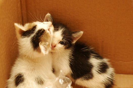 two cute scare kittens in box. Adoption save lifes