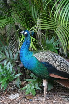 A male peacock enjoying a lazy afternoon.