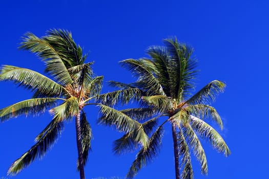 Two palm trees blowing in the wind against a blue sky.