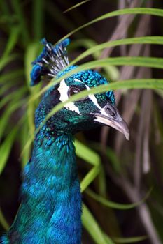 A male peacock enjoying a lazy afternoon.