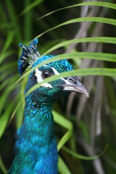 A male peacock enjoying a lazy afternoon.