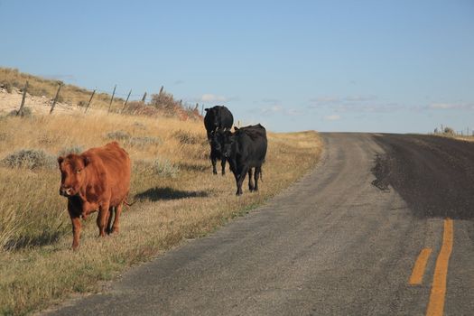Cattle wander along a remote back road in rural Wyoming